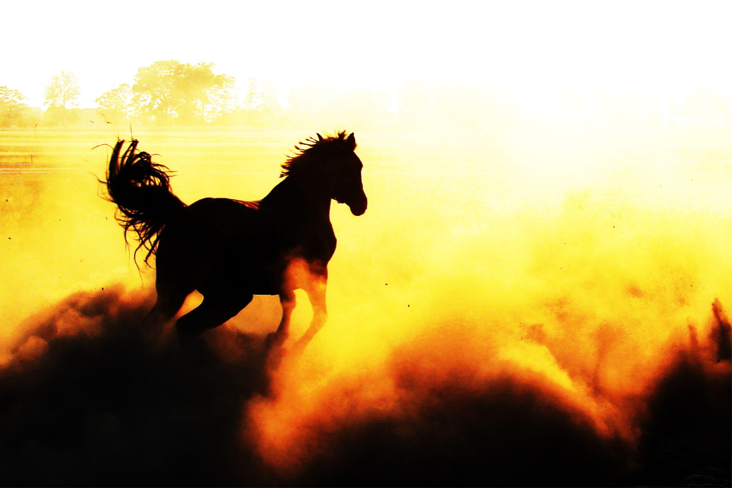 Hero image of dark horse running.
